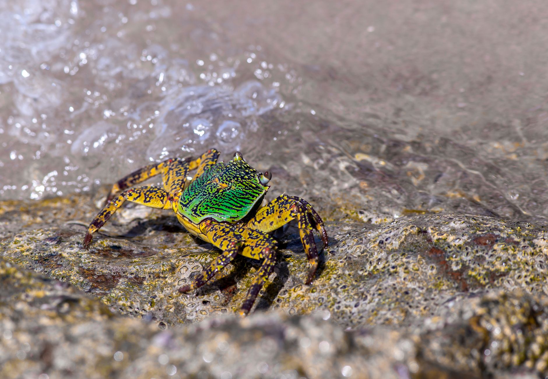 A colorful crab perched on a rocky shore with waves splashing around.